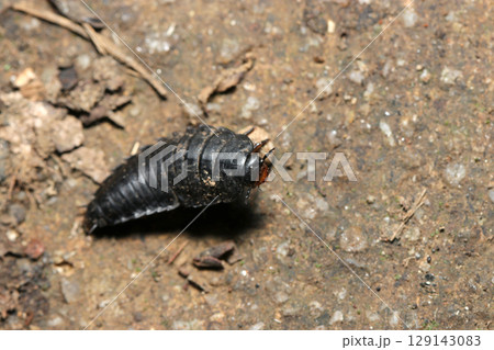 SF怪獣のような黒いオオヒラタシデムシの幼虫(自然環境下昆虫類ストロボマクロ撮影) SF怪獣のような黒いオオヒラタシデムシの幼虫(自然環境下昆虫類ストロボマクロ撮影) 129143083