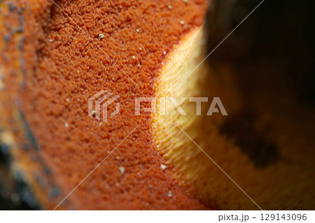 アメリカウラベニイロガワリキノコの赤茶色いカサ裏形状と柄元アップ（自然環境下菌・キノコ類マクロ撮影） 129143096