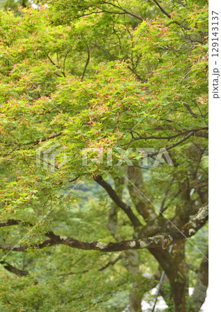 善峯寺の青紅葉 129143137
