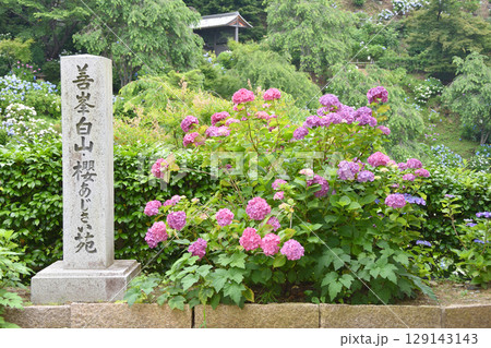 善峯寺のアジサイ 129143143