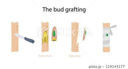 illustration of biology and agriculture, The bud grafting, Chip budding is a grafting technique, Bud grafting involves grafting the vegetative bud from your chosen tree variety to a rootstock 129143177