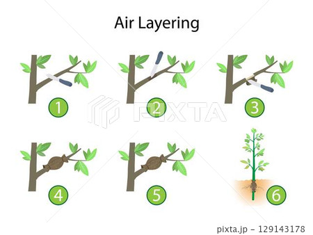 illustration of landscaping and agriculture, Air layering is a method of propagating new trees and shrubs from stems still attached to the parent plant, How to Air Layer a Tree illustration of landscaping and agriculture, Air layering is a method of propagating new trees and shrubs from stems still attached to the parent plant, How to Air Layer a Tree 129143178