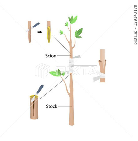 illustration of biology and agriculture, Approach Grafting, Grafting is a horticultural technique whereby tissues of plants are joined so as to continue their growth together 129143179