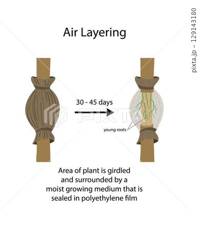 illustration of landscaping and agriculture, Air layering is a method of propagating new trees and shrubs from stems still attached to the parent plant, How to Air Layer a Tree 129143180