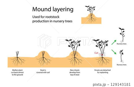 illustration of biology and agriculture, Mound layering is used for heavy stemmed shrubs and trees, Clip the main stem down to the ground and cover it 129143181