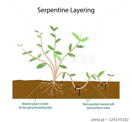 illustration of biology and agriculture, Serpentine layering involves looping the stems of climbers in and out of the soil to encourage roots to form at several points along the same stem 129143182