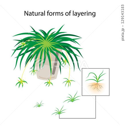 illustration of biology and agriculture, Natural forms of layering, Plant Propagation, Ground layering, Plants that produce stolons are propagated by severing the new plants from their parent stems	 129143183