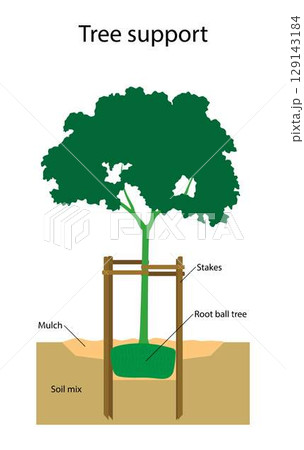 illustration of landscape and gardening, Staking at planting, How to Plant a Tree, Tree support, Plant supports help to prevent damage from wind and inclimate weather 129143184