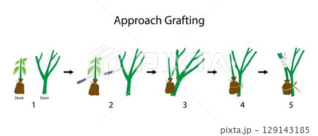 illustration of biology and agriculture, Approach Grafting, Grafting is a horticultural technique whereby tissues of plants are joined so as to continue their growth together 129143185