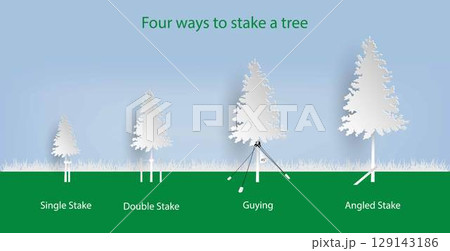 illustration of landscape and gardening, Staking at planting, How to Plant a Tree, Plant supports help to prevent damage from wind and inclimate weather, Four ways to stake a tree 129143186