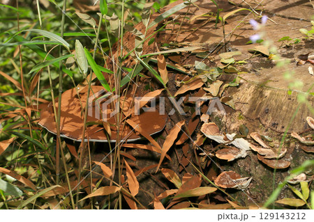 大きなコフキサルノコシカケのカカオパウダーのような胞子が周囲を赤茶色に染める（晴天下マクロ撮影） 129143212