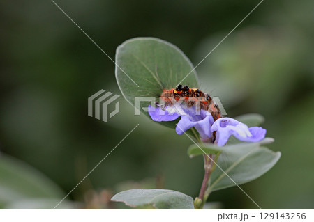 紫色 紫 パープル 129143256