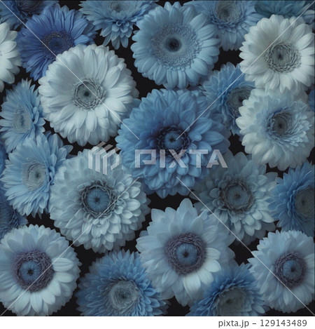 たくさんの青いガーベラとダリア 129143489