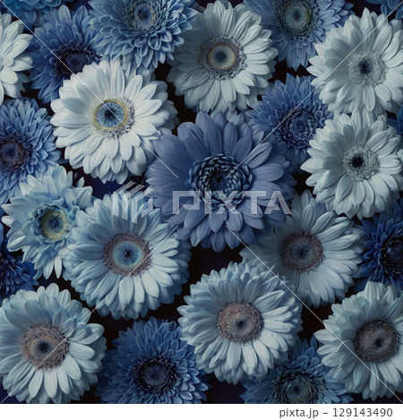 たくさんの青いガーベラとダリア 129143490