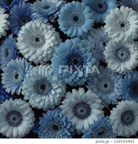 たくさんの青いガーベラとダリア 129143491