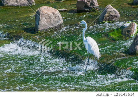 シラサギ(ダイサギ) 枚方市天野川 シラサギ(ダイサギ) 枚方市天野川 129143614