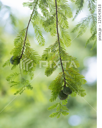 緑白色のヌマスギの若い球果 緑白色のヌマスギの若い球果 129143618