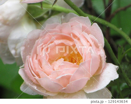 雨に濡れたバラ 129143634