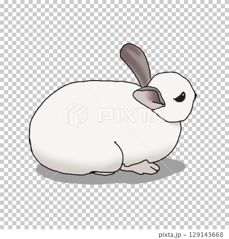 Rabbit 129143668