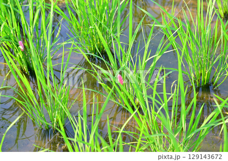 日照りに耐える稲　苗にへばりつくジャンボタニシの卵　成長ストップ　荒川河川敷　さいたま市 129143672