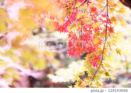 鮮やかな紅葉 鮮やかな紅葉 129143698
