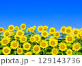 青天　太陽に向かって咲く向日葵 129143736