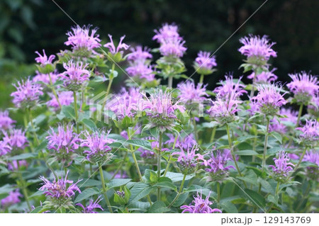 Pink flowers of beebalm, lat. Monarda didyma, also known as scarlet monarda or bergamot. 129143769