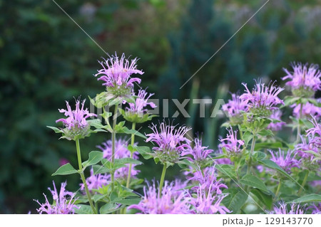 Pink flowers of beebalm, lat. Monarda didyma, also known as scarlet monarda or bergamot. 129143770