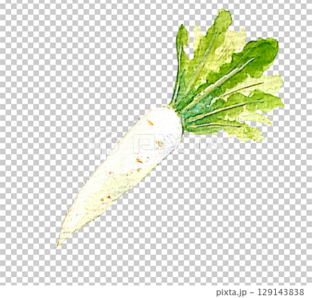 用透明水彩繪製的逼真的蘿蔔插圖 | 蘿蔔,冬季蔬菜,蔬菜,水彩畫,白色背景 用透明水彩繪製的逼真的蘿蔔插圖 | 蘿蔔,冬季蔬菜,蔬菜,水彩畫,白色背景 129143838