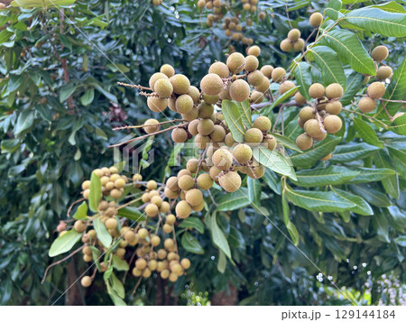 蒴果 結実 実がなる 129144184