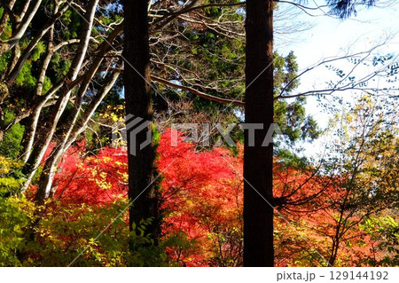 雑木林のもみじ紅葉　【相模原市津久井　12月】 129144192