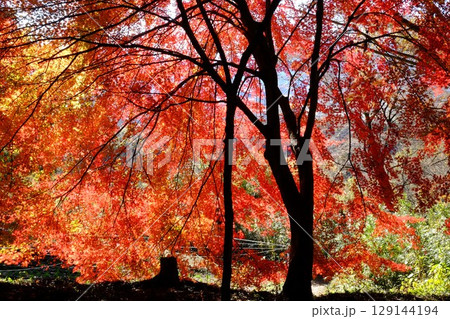 真赤なモミジのカーテン　【相模原市津久井　12月】 129144194