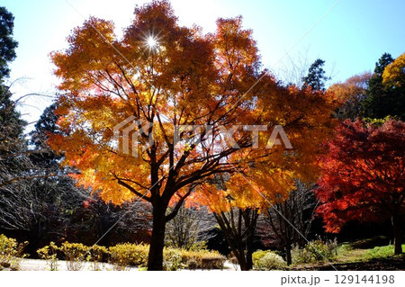 光射すモミジ黄葉　【相模原市津久井　12月】 129144198