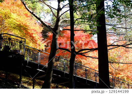 デッキ散策路の紅葉 【相模原市津久井 12月】 デッキ散策路の紅葉 【相模原市津久井 12月】 129144199