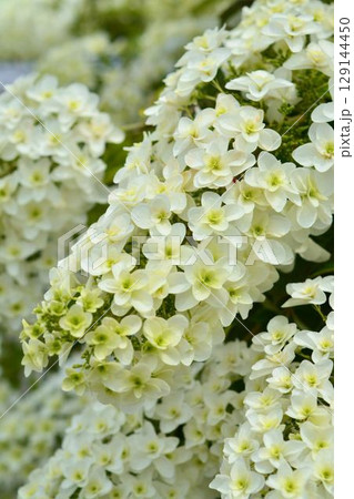 アジサイ(カシワバアジサイ） 129144450