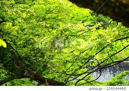 新緑の花巻温泉郷 129144468