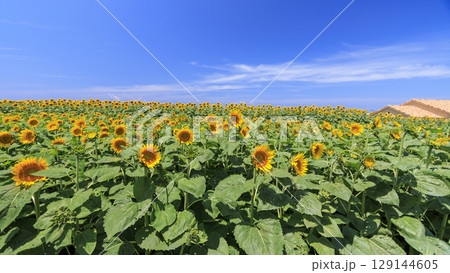 三浦半島唯一の遊園地のソレイユの丘の夏 129144605