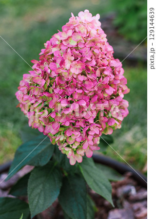 Pinky Promise hydrangea blooming in summer garden 129144639