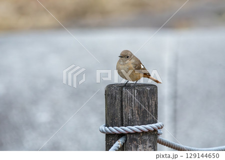 木柵にとまるジョウビタキの雌 129144650