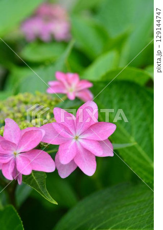 アジサイ 129144747