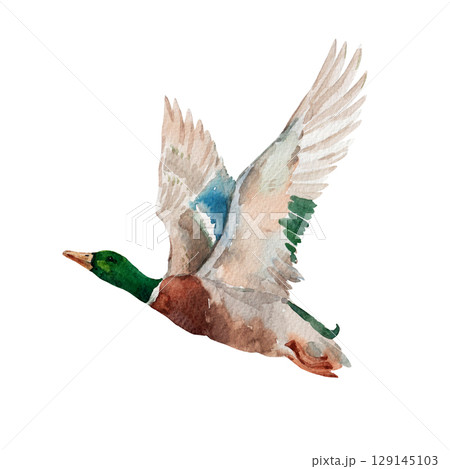 Flying watercolor duck isolated hand drawn mallard bird illustration for prints, cards and kids decor Flying watercolor duck isolated hand drawn mallard bird illustration for prints, cards and kids decor 129145103