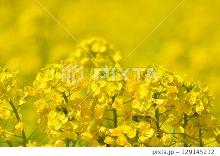 菜の花畑 菜の花畑 129145212