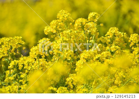 菜の花畑 菜の花畑 129145213