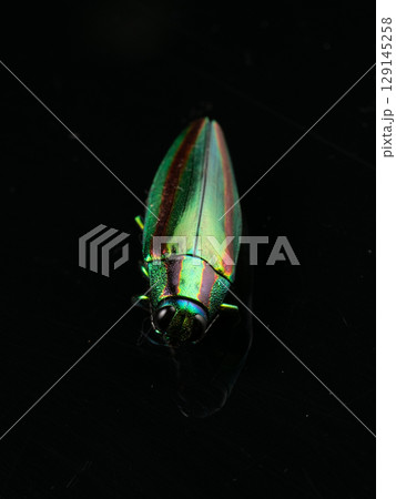 タマムシ 129145258