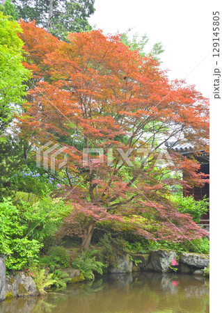 善峯寺の紅葉 善峯寺の紅葉 129145805