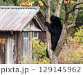 民家の庭先で柿の木に登る熊 129145962