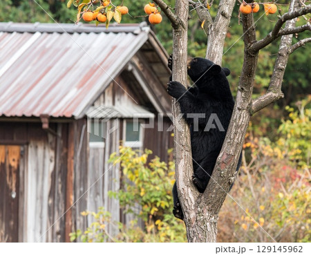民家の庭先で柿の木に登る熊 129145962