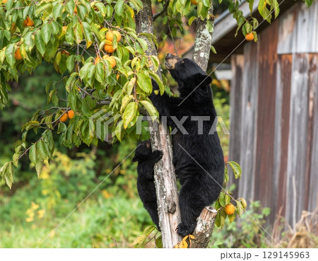 民家の庭先で柿の木に登る熊 民家の庭先で柿の木に登る熊 129145963