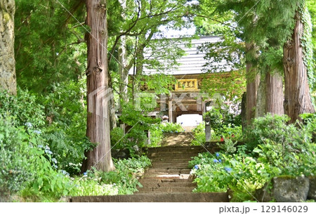 飯山市のあじさい寺で有名な高源院の参道 飯山市のあじさい寺で有名な高源院の参道 129146029