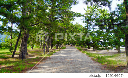 日本三景の一つ、天橋立の松林の中を真っ直ぐに伸びる遊歩道 129146074